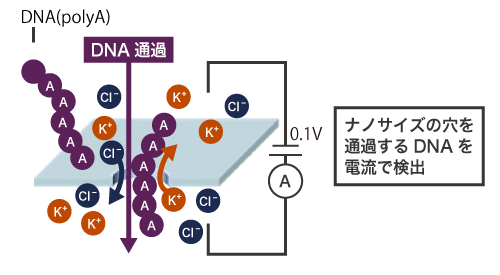 DNA検出イメージの図